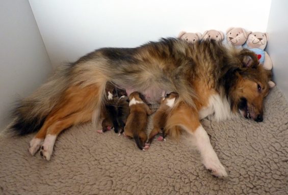 Halle mit ihren Welpen